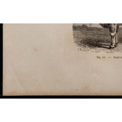 1860 - Bœuf de race bourbonnaise 