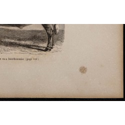 1860 - Bœuf de race bourbonnaise 