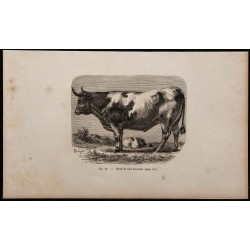 1860 - Bœuf de race bressane 