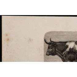 1860 - Bœuf de race bressane 