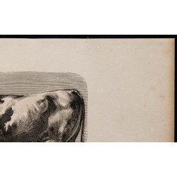 1860 - Bœuf de race bressane 