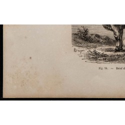 1860 - Bœuf de race bressane 