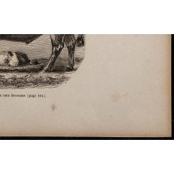 1860 - Bœuf de race bressane 