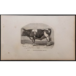 1860 - Taureau de race bretonne 