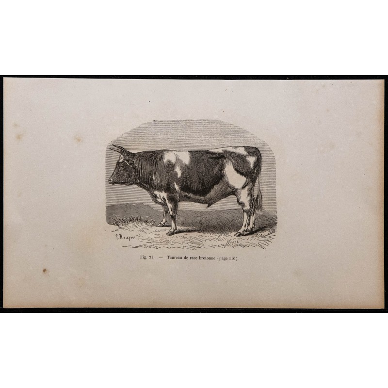 1860 - Taureau de race bretonne 
