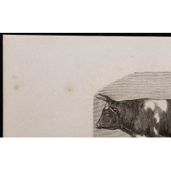 1860 - Taureau de race bretonne 