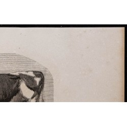 1860 - Taureau de race bretonne 
