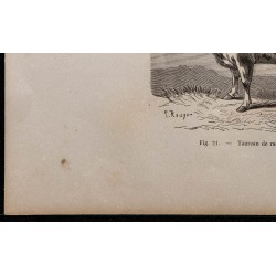 1860 - Taureau de race bretonne 