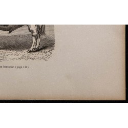 1860 - Taureau de race bretonne 