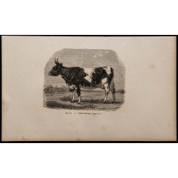 1860 - Vache bretonne 