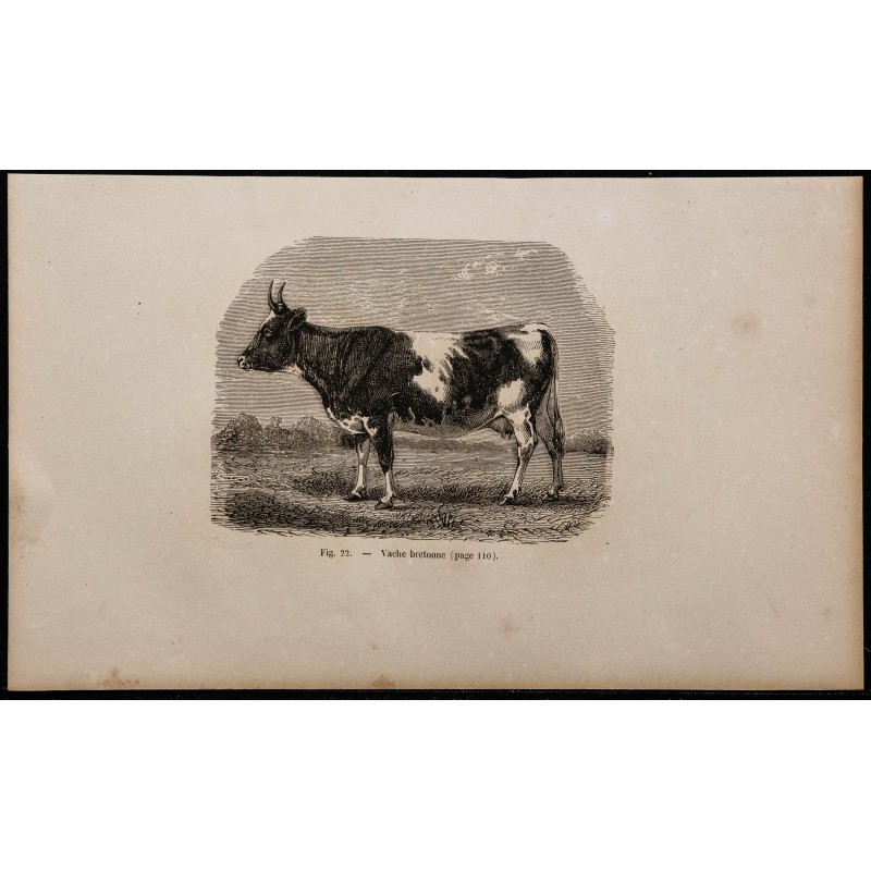 1860 - Vache bretonne 
