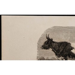 1860 - Vache bretonne 