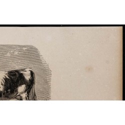 1860 - Vache bretonne 