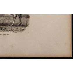 1860 - Vache bretonne 