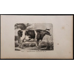 1860 - Vache durham-bretonne 