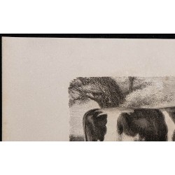1860 - Vache durham-bretonne 