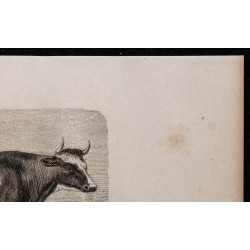 1860 - Vache durham-bretonne 
