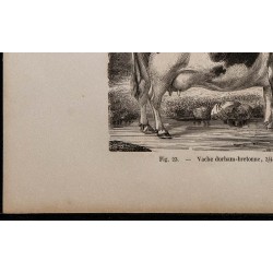 1860 - Vache durham-bretonne 