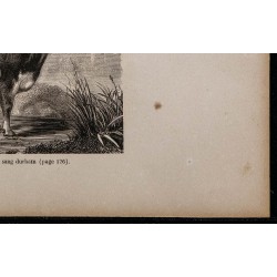 1860 - Vache durham-bretonne 