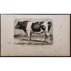 1860 - Bœuf durham - ayrshire-breton 