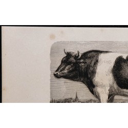 1860 - Bœuf durham - ayrshire-breton 