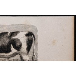 1860 - Bœuf durham - ayrshire-breton 