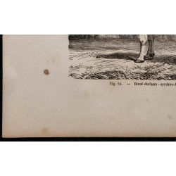 1860 - Bœuf durham - ayrshire-breton 