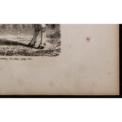 1860 - Bœuf durham - ayrshire-breton 