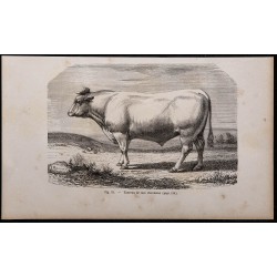 1860 - Taureau de race charolaise 