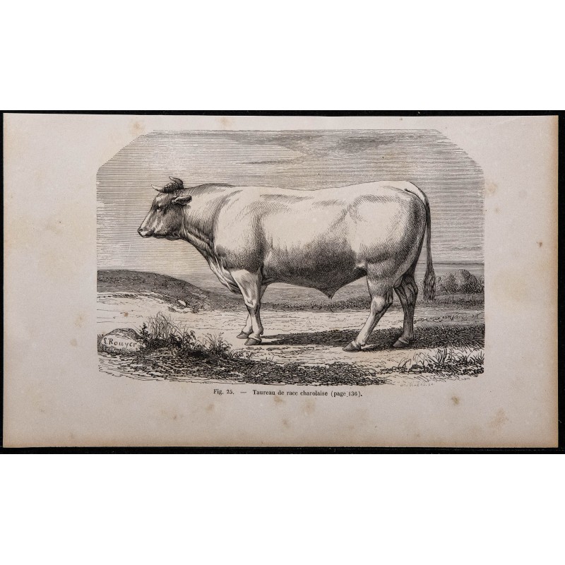 1860 - Taureau de race charolaise 