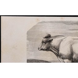 1860 - Taureau de race charolaise 