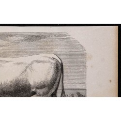 1860 - Taureau de race charolaise 