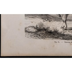 1860 - Taureau de race charolaise 