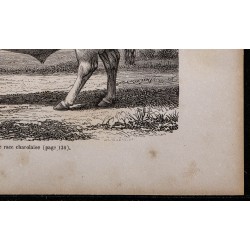 1860 - Taureau de race charolaise 