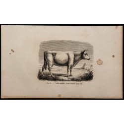 1860 - Vache comtoise, variété féminine 
