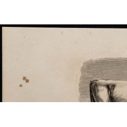 1860 - Vache comtoise, variété féminine 