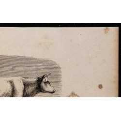 1860 - Vache comtoise, variété féminine 