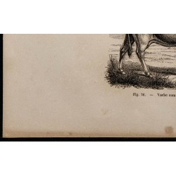 1860 - Vache comtoise, variété féminine 