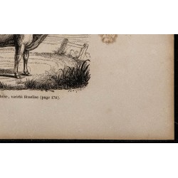1860 - Vache comtoise, variété féminine 
