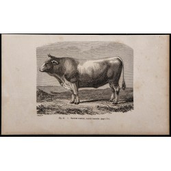 1860 - Taureau comtois, variété tourache 