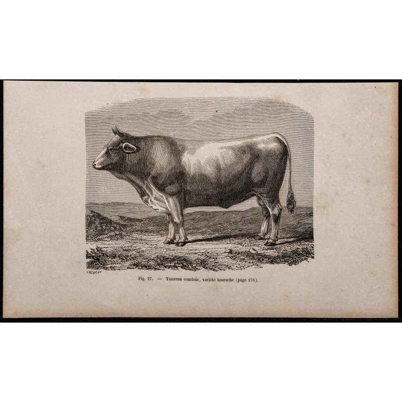 1860 - Taureau comtois, variété tourache 