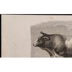 1860 - Taureau comtois, variété tourache 