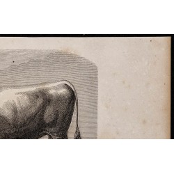 1860 - Taureau comtois, variété tourache 