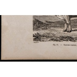 1860 - Taureau comtois, variété tourache 