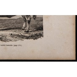 1860 - Taureau comtois, variété tourache 