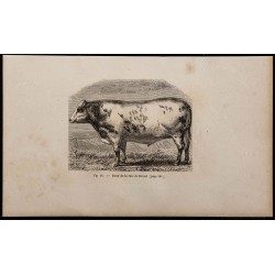 1860 - Bœuf de la race de Durcet 