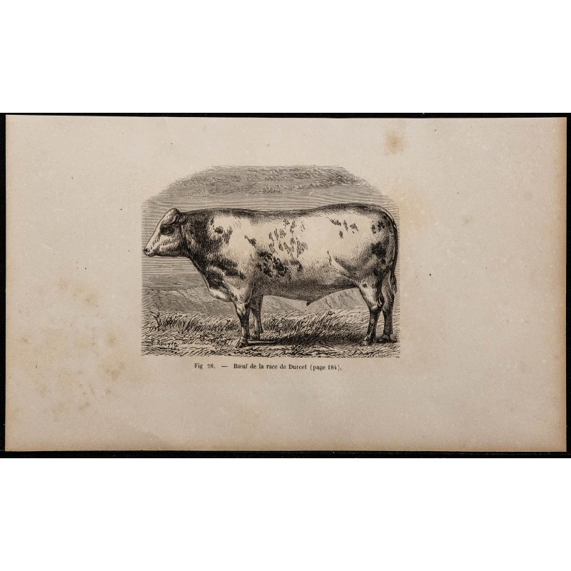 1860 - Bœuf de la race de Durcet 