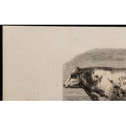 1860 - Bœuf de la race de Durcet 