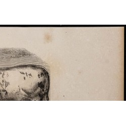 1860 - Bœuf de la race de Durcet 