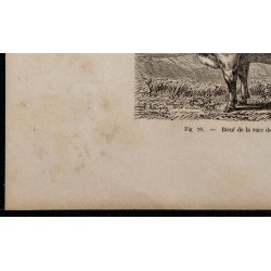 1860 - Bœuf de la race de Durcet 